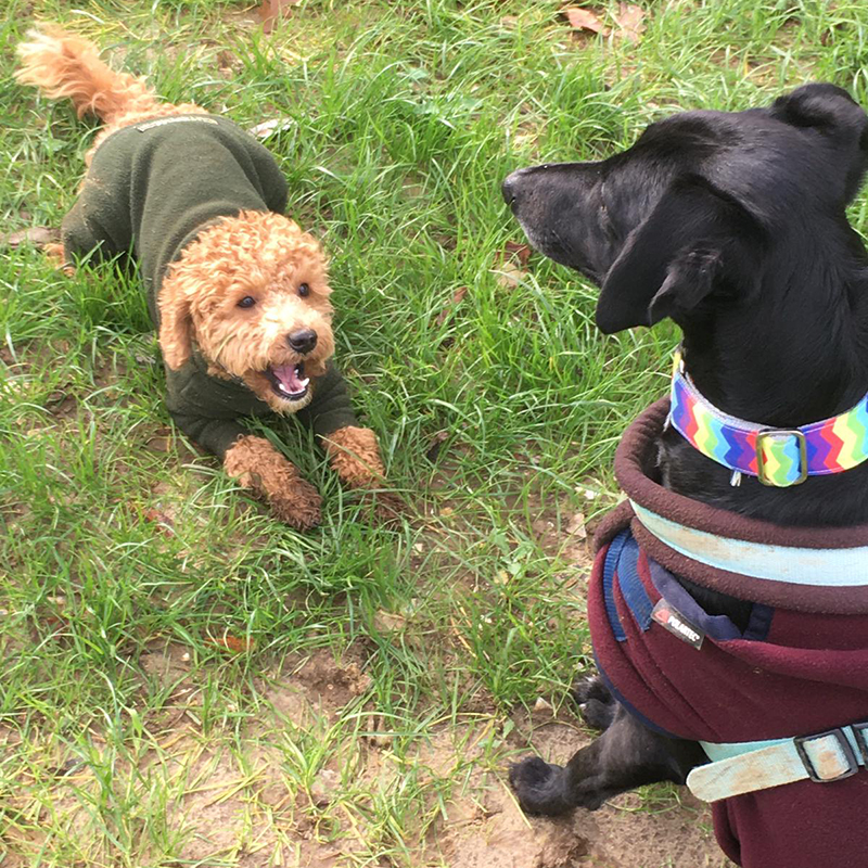 dog daycare Purley Coulsdon Banstead Chipstead